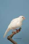 Kweker: G Irisman